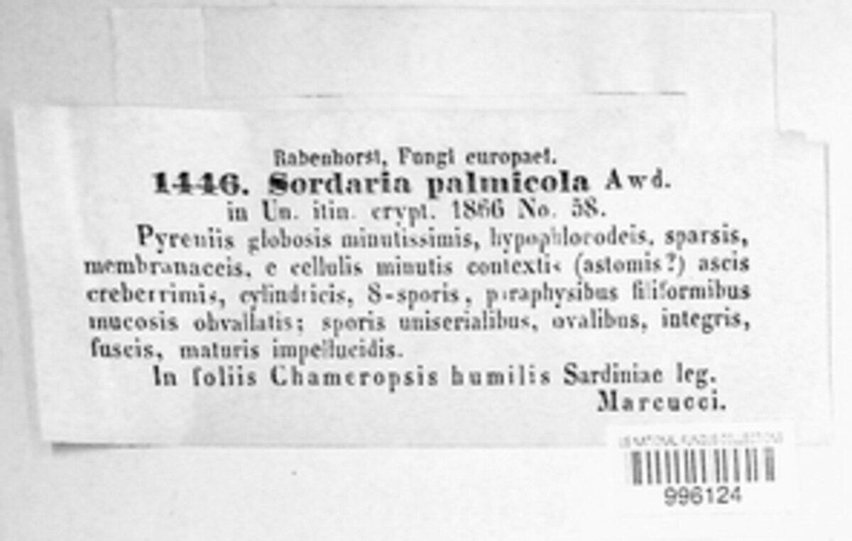 Phaeochora steinheilii image